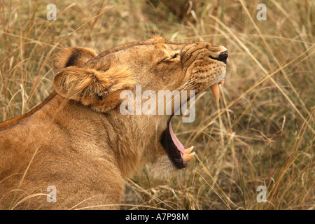 Femmina, lion Murchison Falls Area di Conservazione, Uganda, Africa Foto Stock