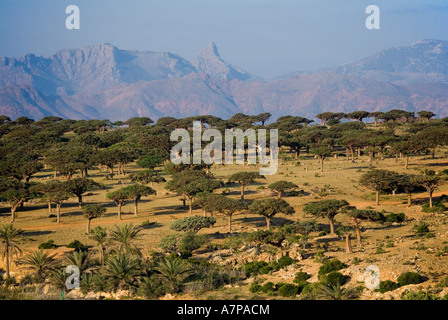 Alberi Dragonblood sull'Altopiano Homil, isola di Socotra, Yemen Foto Stock