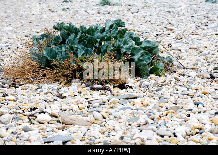 Cavolo riccio di mare Crambe maritima Brassicaceae Foto Stock