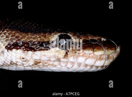 La testa di un pitone birmano (Python molurus bivittatus) Foto Stock