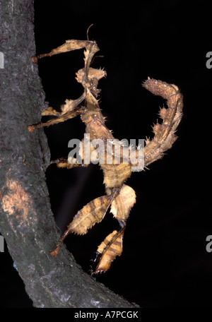 Spinoso gigante Stick insetto (Extatosoma tiaratum) Foto Stock