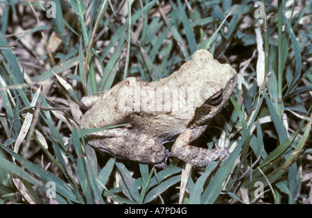 Nido di schiuma rana petersi Chiromantis Rhacophoridae Masai Mara Kenya Foto Stock