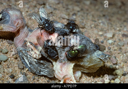 Bluebottle fly Calliphora vicina Calliphoridae e un greenbottle Lucilia sp sul cadavere di un bambino pigeon REGNO UNITO Foto Stock