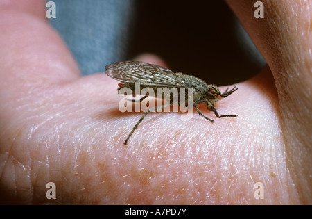 Tacca cornuto cleg fly cavallo femmina fly Haematopota pluvialis Tabanidae prendendo un pasto di sangue umano REGNO UNITO Foto Stock