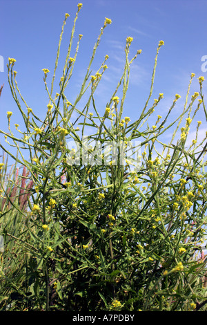 Hedge senape Sisymbrium officinale Brassicaceae REGNO UNITO Foto Stock