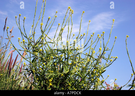 Hedge senape Sisymbrium officinale Brassicaceae REGNO UNITO Foto Stock