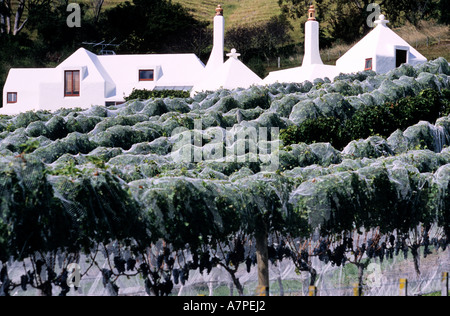 Nuova Zelanda, Isola del nord, Hawkes Bay, Havelock North, Te Mata viticoltura Foto Stock