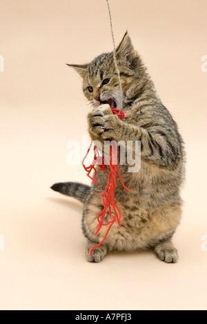 Riproduzione di giovani gatto domestico Foto Stock