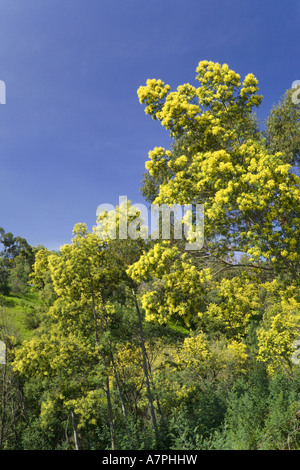 Il Portogallo, Algarve, Monchique, alberi di Mimosa in fiore Foto Stock