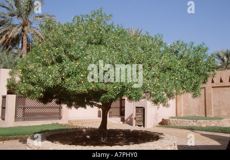 Dado fortunato, giallo oleandri, messicano gli oleandri, Be-Still, Bestill, Bestill tree (Thevetia peruviana), albero singolo in un cortile, Foto Stock