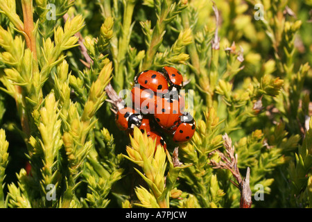 Gruppo di coccinelle insetti raccolti insieme e coniugati a inizio primavera sun. Foto Stock