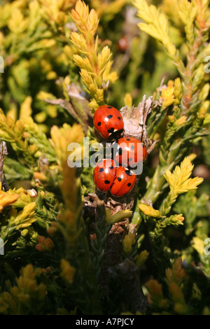 Gruppo di coccinelle insetti raccolti insieme e coniugati a inizio primavera sun. Foto Stock