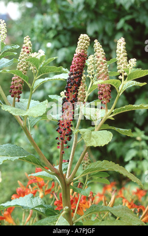 Poke root, pokeweed comune, Virginian poke (phytolacca americana, phytolacca decandra), sezione, Germania Foto Stock