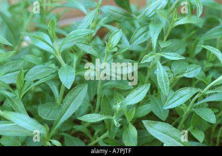 Santoreggia, nepitella (Satureja hortensis), sezione, Germania Foto Stock