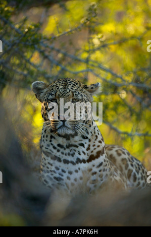 Ritratto di un maschio di leopard nel folto cespuglio Sabi Sand Game Reserve Mpumalanga in Sudafrica Foto Stock