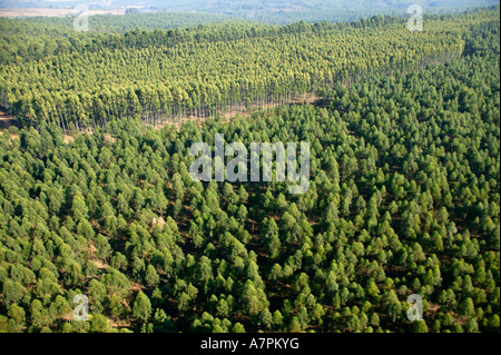 Vista aerea di eucalyptus grandis o saligna alberi in un commerciale di piantagioni forestali in Sud Africa Mpumalanga in Sudafrica Foto Stock