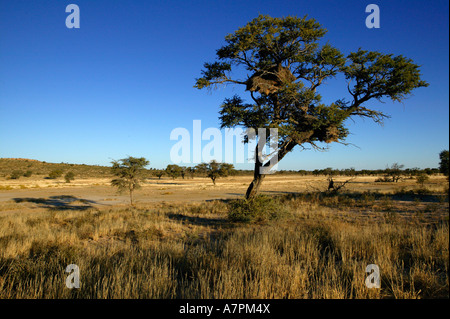 Una scena del Kalahari con un'Acacia erioloba camel Thorn Tree e un socievole tessitori nido contro lo sfondo del secco Nossob Foto Stock