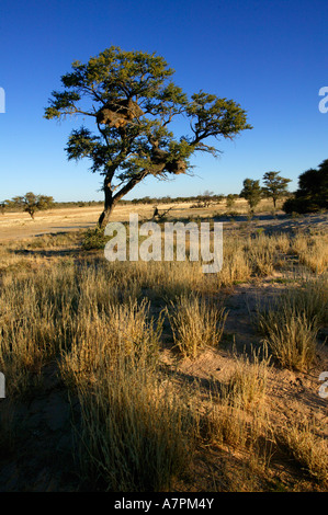 Una scena del Kalahari con un'Acacia erioloba camel Thorn Tree e un socievole tessitori nido contro lo sfondo del secco Nossob Foto Stock