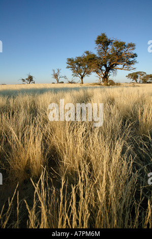 Kalahari prateria in scena con il Camel Thorn trees Acacia erioloba nel nord Kgalagadi parco transfrontaliero Foto Stock