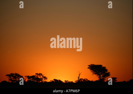 Tramonto dietro una fila di stagliano Camel Thorn trees Acacia erioloba nel Kalahari settentrionale Foto Stock