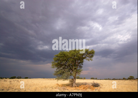 Lone camelthorn Acacia erioloba albero sotto un cielo scuro con la promessa di pioggia Kgalagadi Parco transfrontaliero Foto Stock