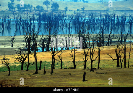 Eucalipto (Eucalyptus spec.), la morte di alberi in serbatoio acqua, Australia, Suedkueste Foto Stock