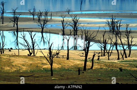 Eucalipto (Eucalyptus spec.), la morte di alberi in serbatoio acqua, Australia, Suedkueste Foto Stock