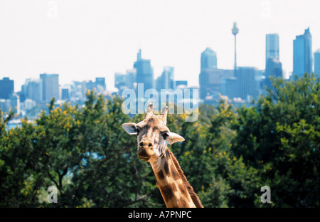 Giraffe reticolate (Giraffa camelopardalis recticulata), nella parte anteriore della skyline di Sidney, Australia, lo Zoo di Taronga, Sydney Foto Stock