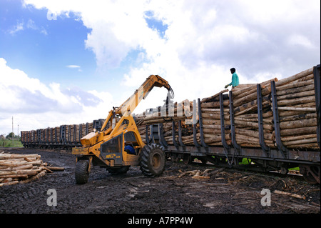 Log essendo caricati su di un treno per essere trasportati in un impianto di trasformazione Graskop Mpumalanga in Sudafrica Foto Stock