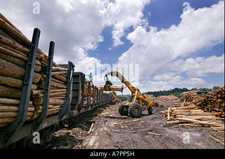 Log essendo caricati su di un treno per essere trasportati in un impianto di trasformazione Graskop Mpumalanga in Sudafrica Foto Stock