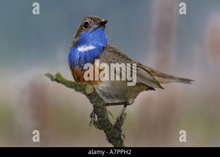 Pettazzurro (Luscinia svecica, Cyanosylvia svecia), maschio in allevamento piumaggio, seduto su un ramoscello, laterali Foto Stock