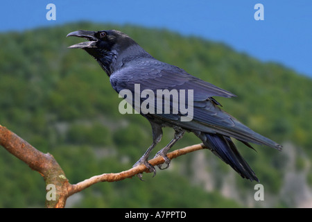 Comune di corvo imperiale (Corvus corax), seduto su un ramo, laterali Foto Stock