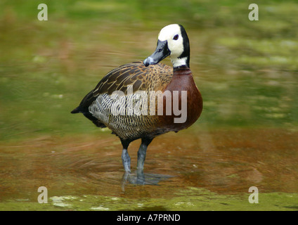 Di fronte bianco-sibili anatra (Dendrocygna viduata, Prosopocygna viduata), in piedi in una pozza Foto Stock