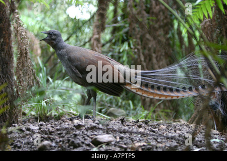 Superba lyrebird (Menura novaehollandiae), laterale, urlando, Australia, Victoria Foto Stock