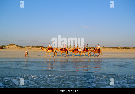 Australia, Australia occidentale, città a Broome, escursione con il dorso del cammello su Cable Beach di Broome e a fissare in esso sun Foto Stock