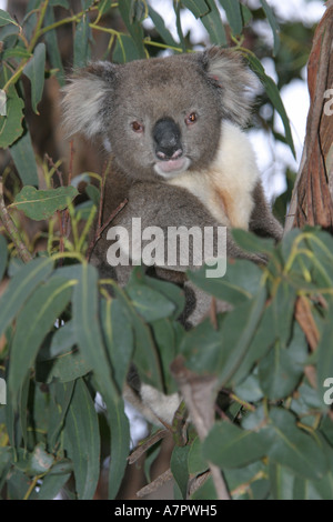 Il koala, koala bear (Phascolarctos cinereus), seduti nella struttura ad albero, contatto visivo, Australia Kangaroo Island Foto Stock