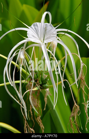 Primo piano di un giglio di ragno da spiaggia (Hymenocallis littoralis). Isola di Pangkor Laut, Perak, Malesia. Foto Stock