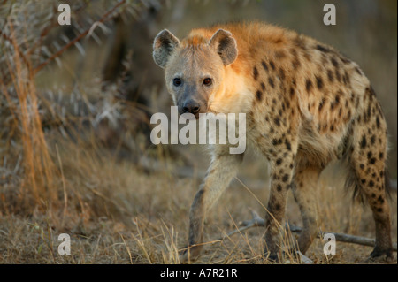 Spotted hyaena camminando verso la telecamera Sabi Sand Game Reserve Mpumalanga in Sudafrica Foto Stock