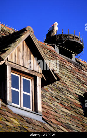 Francia, Haut Rhin, cicogna nel suo nido sul tetto di una casa tradizionale Foto Stock