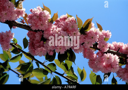 Francia, Parigi, Giapponese ciliegi in fiore, molla Foto Stock