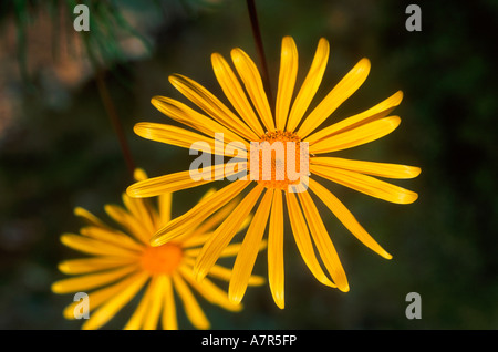 Due margherite giallo in Namaqualand North Western Cape Sud Africa Foto Stock
