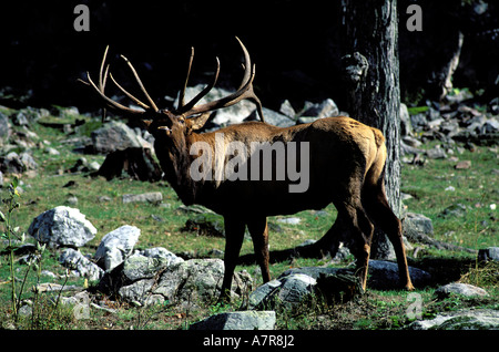 Canada, Provincia di Quebec, Outaouais, Parc Omega vicino a Montebello, un Wapiti Foto Stock