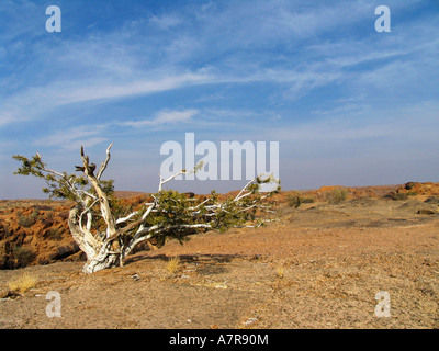 Shepards Boscia albitrunca albero in arido paesaggio Augrabies National Park Northern Cape Sud Africa Foto Stock