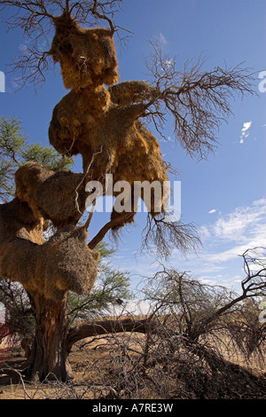 Grandi tessitori socievole nest Kgalagadi Parco transfrontaliero Northern Cape Sud Africa Foto Stock