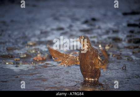 Guillimot coperti di olio dopo la Sea Empress tanker disaster su South Wales UK Foto Stock