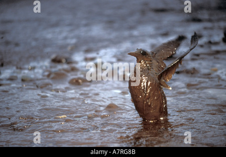 Guillimot coperti di olio dopo la Sea Empress tanker disaster su South Wales UK Foto Stock