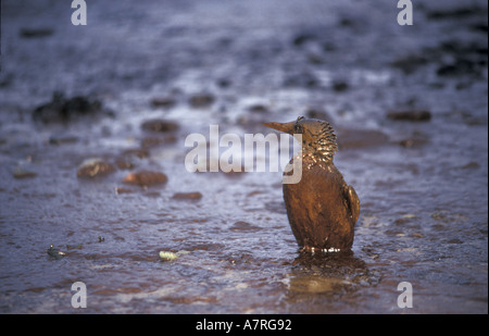 Guillimot coperti di olio dopo la Sea Empress tanker disaster su South Wales UK Foto Stock