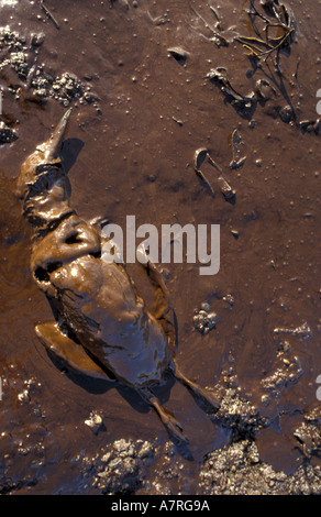 Morto guillimot oliato sulla spiaggia in Galles del Sud dopo la Sea Empress fuoriuscite di olio Foto Stock