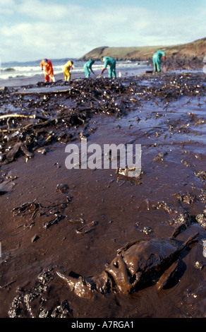 Morto guillimot oliato sulla spiaggia in Galles del Sud dopo la Sea Empress fuoriuscite di olio Foto Stock