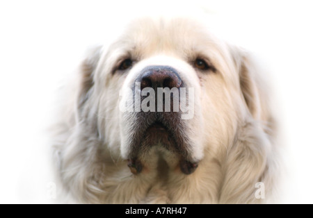 Grande Pirenei white dog face Foto Stock